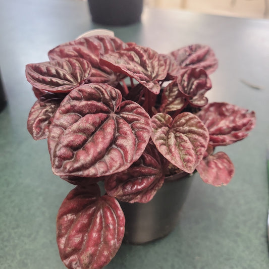 4" Peperomia 'Schumi Red'