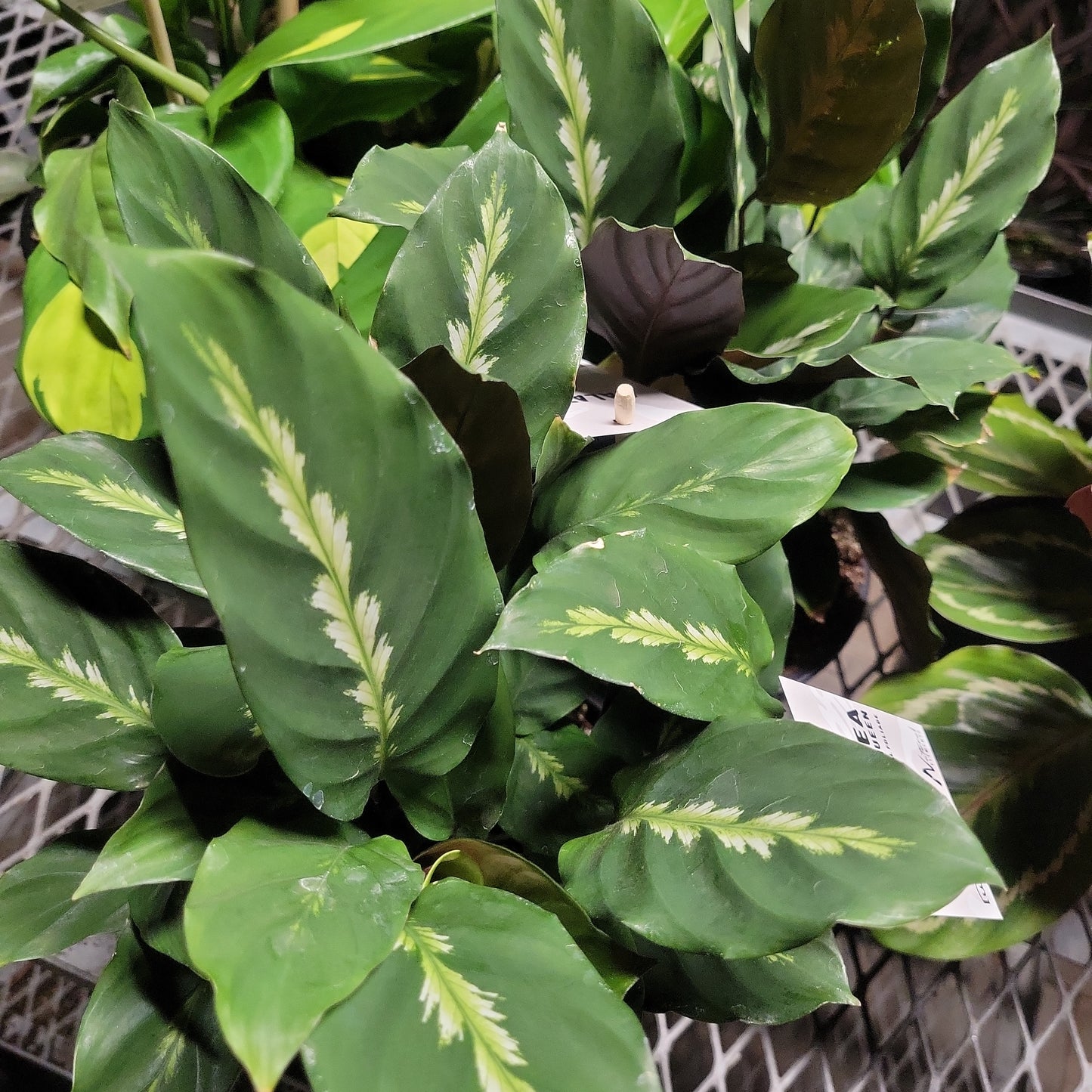 Calathea 'Maui Queen'