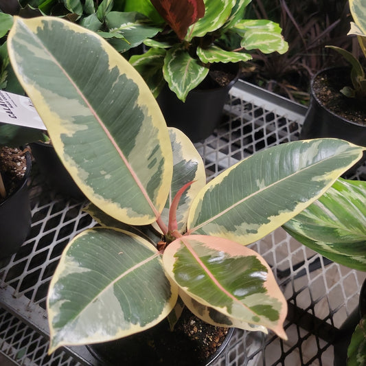 Ficus Ruby ' Rubber Tree'