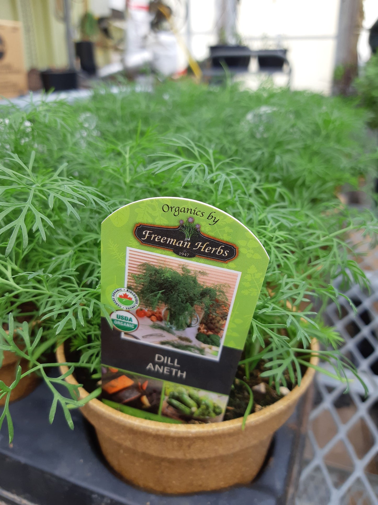4.5" Organic Dill