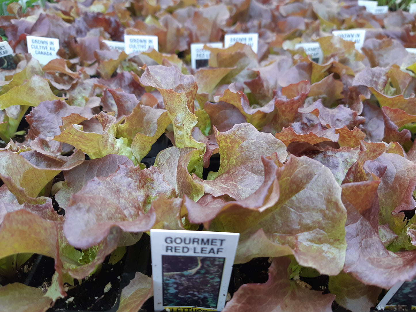 Lettuce Plants (Multi Pack)