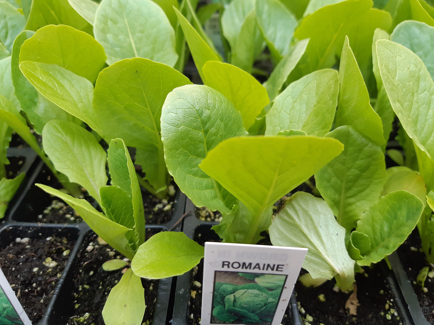 Lettuce Plants (Multi Pack)