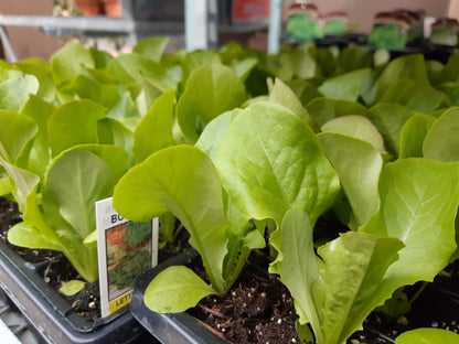 Lettuce Plants (Multi Pack)