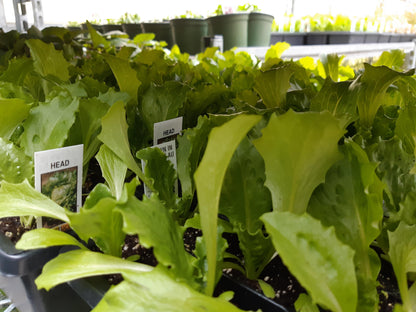 Lettuce Plants (Multi Pack)