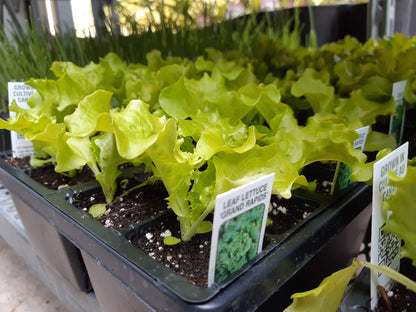 Lettuce Plants (Multi Pack)