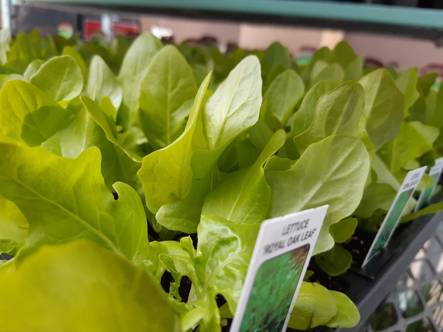 Lettuce Plants (Multi Pack)