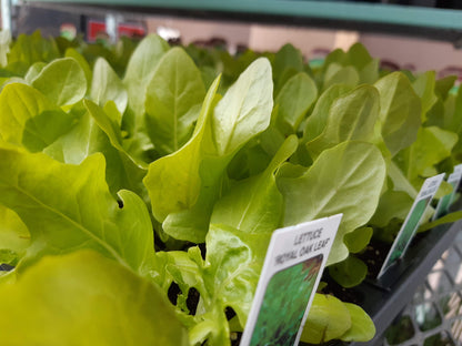 Lettuce Plants (Multi Pack)