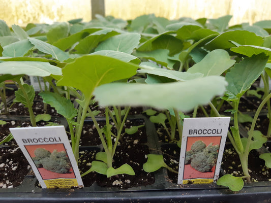Broccoli Plant (Multi Pack)
