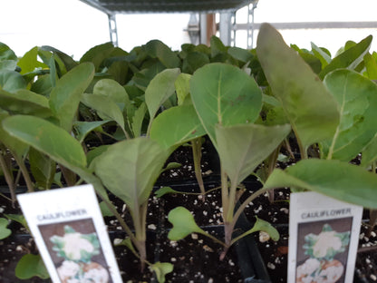 Cauliflower Plant (Multi Pack)