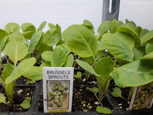 Brussel Sprout Plant (Multi Pack)
