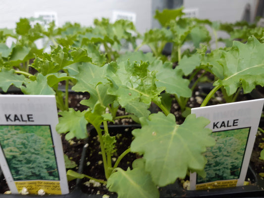 Kale Plant (Multi Pack)