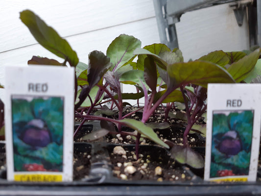 Cabbage Plants (Multi Pack)