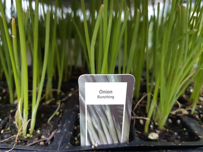 Onion Plant (Multi Pack)