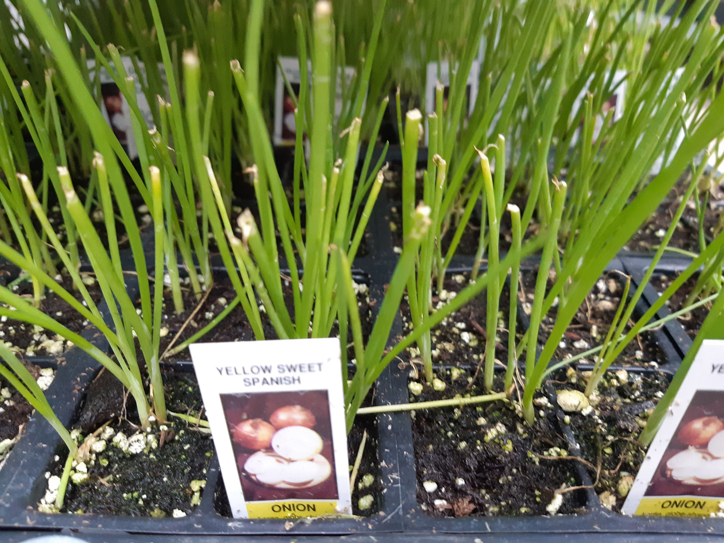 Onion Plant (Multi Pack)