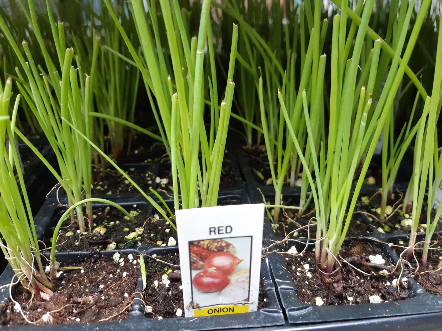 Onion Plant (Multi Pack)