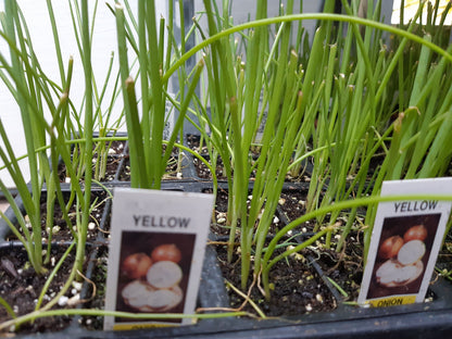 Onion Plant (Multi Pack)