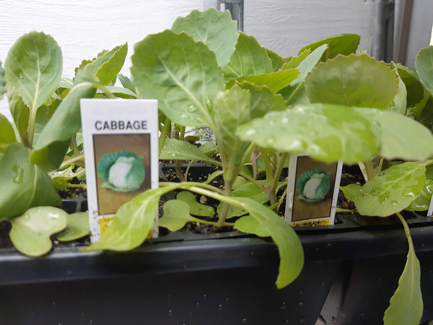 Cabbage Plants (Multi Pack)