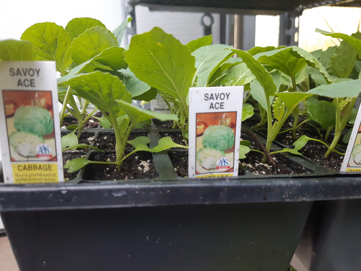 Cabbage Plants (Multi Pack)