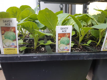 Cabbage Plants (Multi Pack)