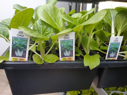 Cabbage Plants (Multi Pack)