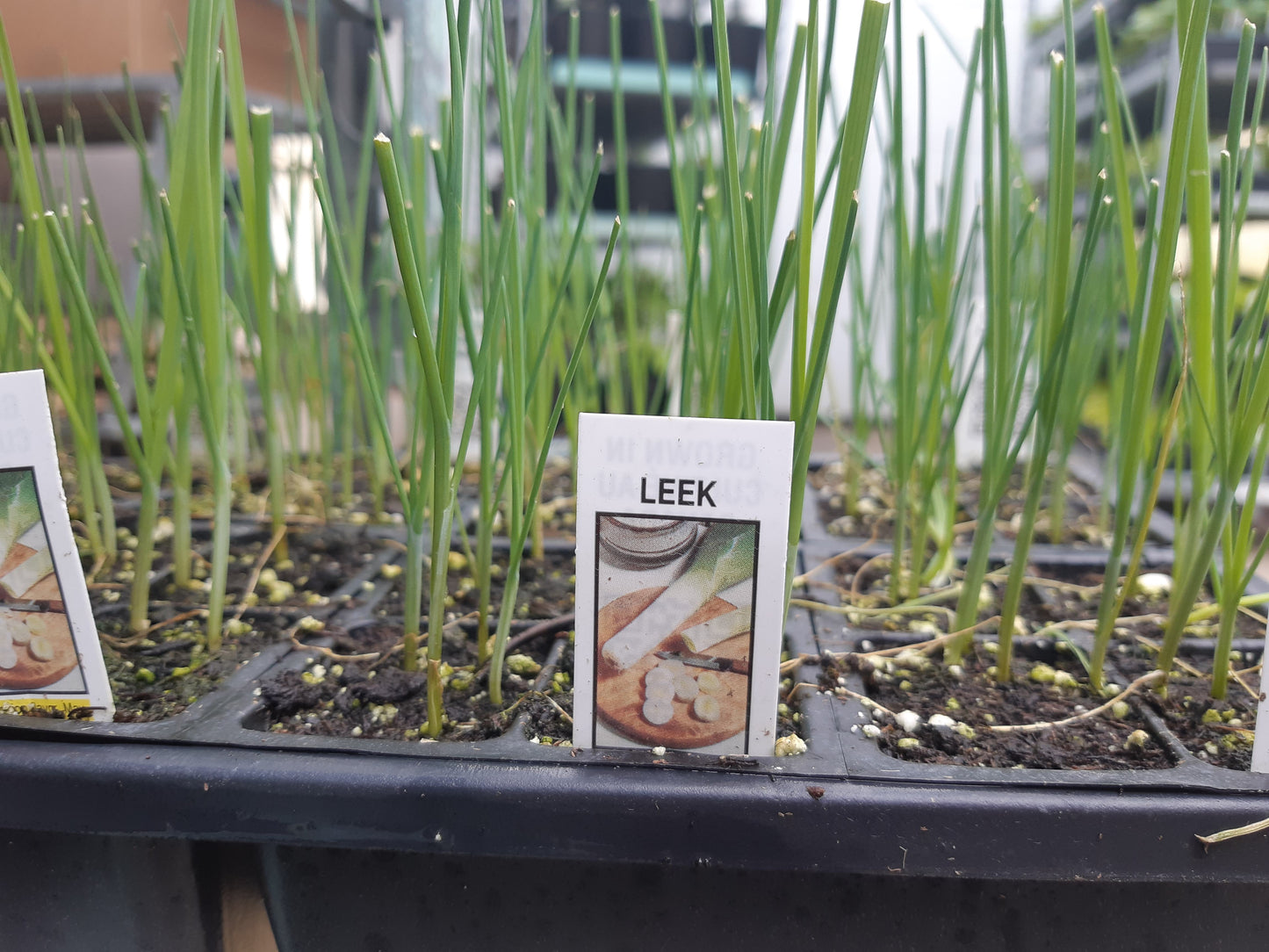 Leek Plants (Multi Pack)