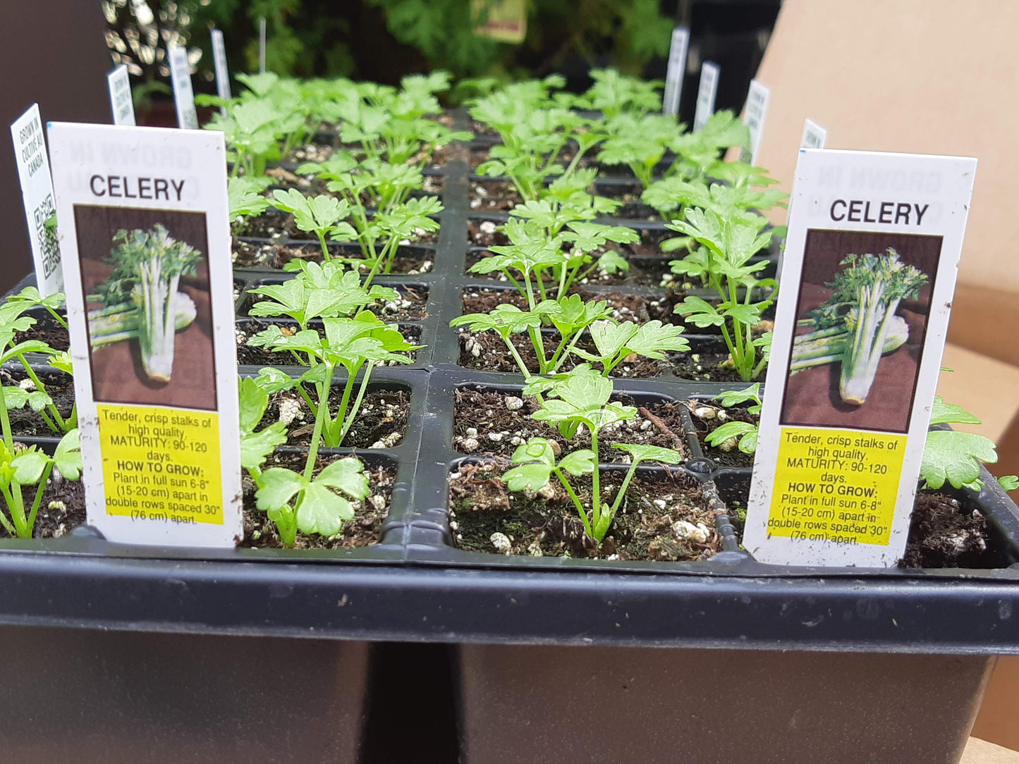 Celery Plants (Multi Pack)