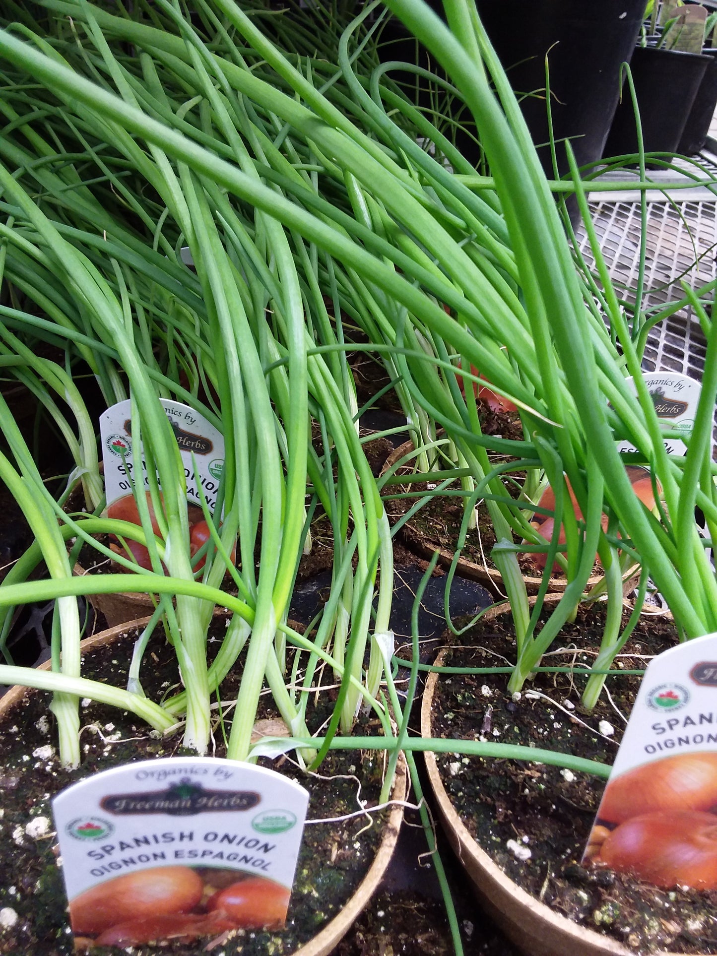 4" Organic Onion