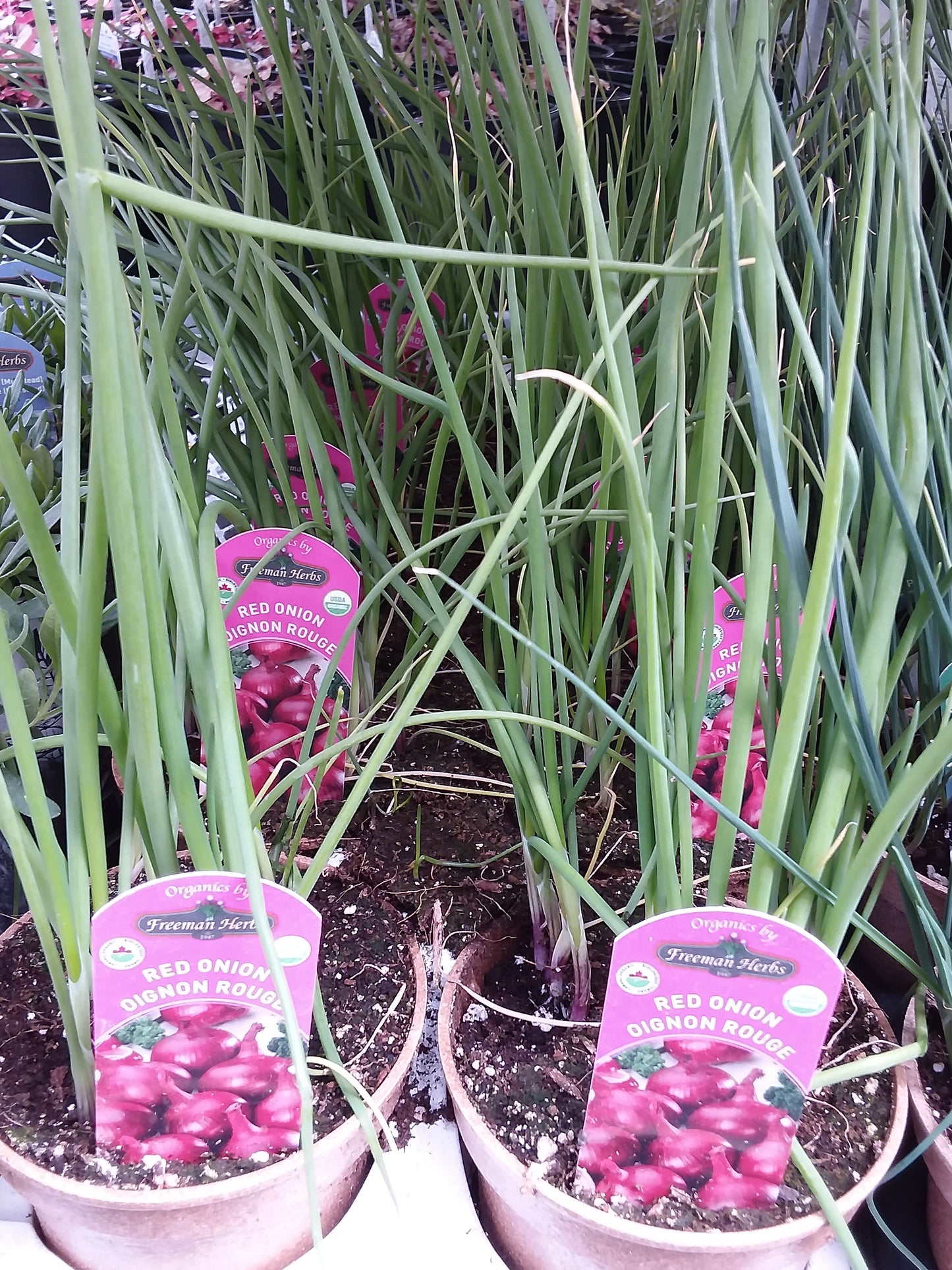 4" Organic Onion