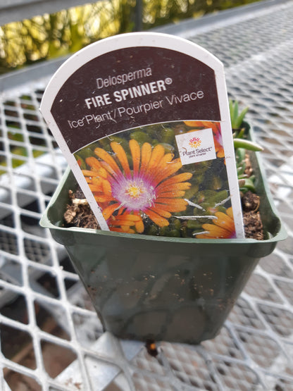 Ice Plant 'Delosperma'