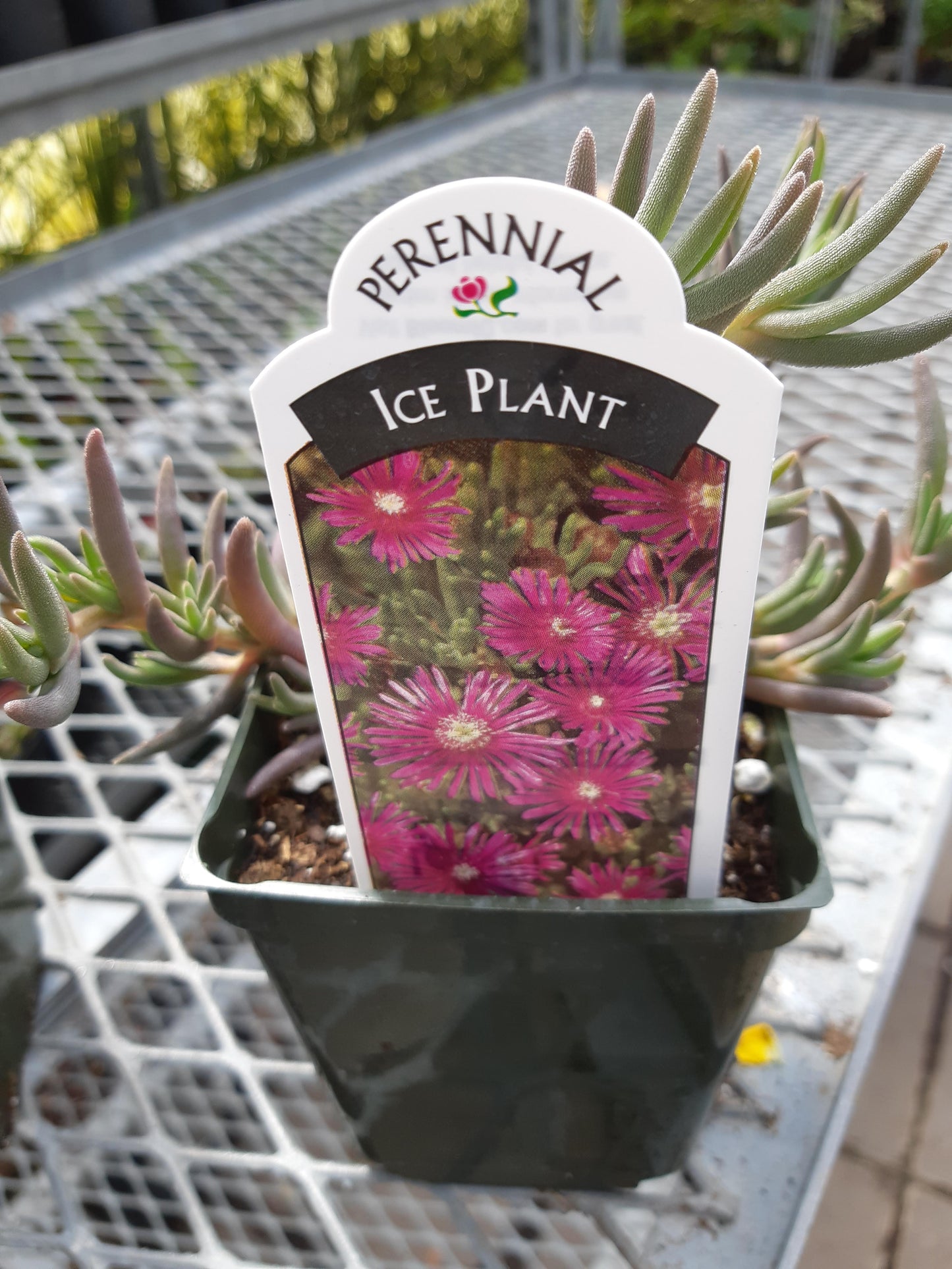 Ice Plant 'Delosperma'