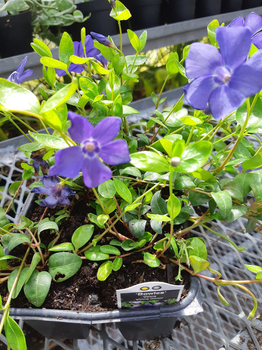 Periwinkle (Vinca Minor) 6 pack