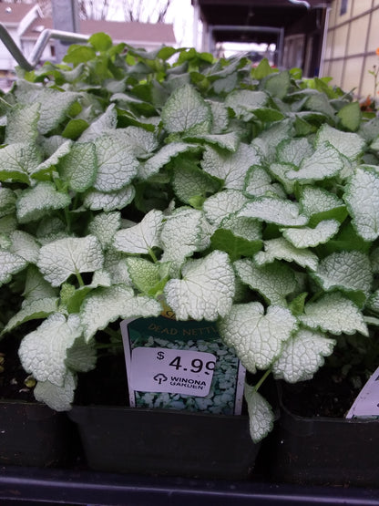 4" Dead Nettle (Lamium)