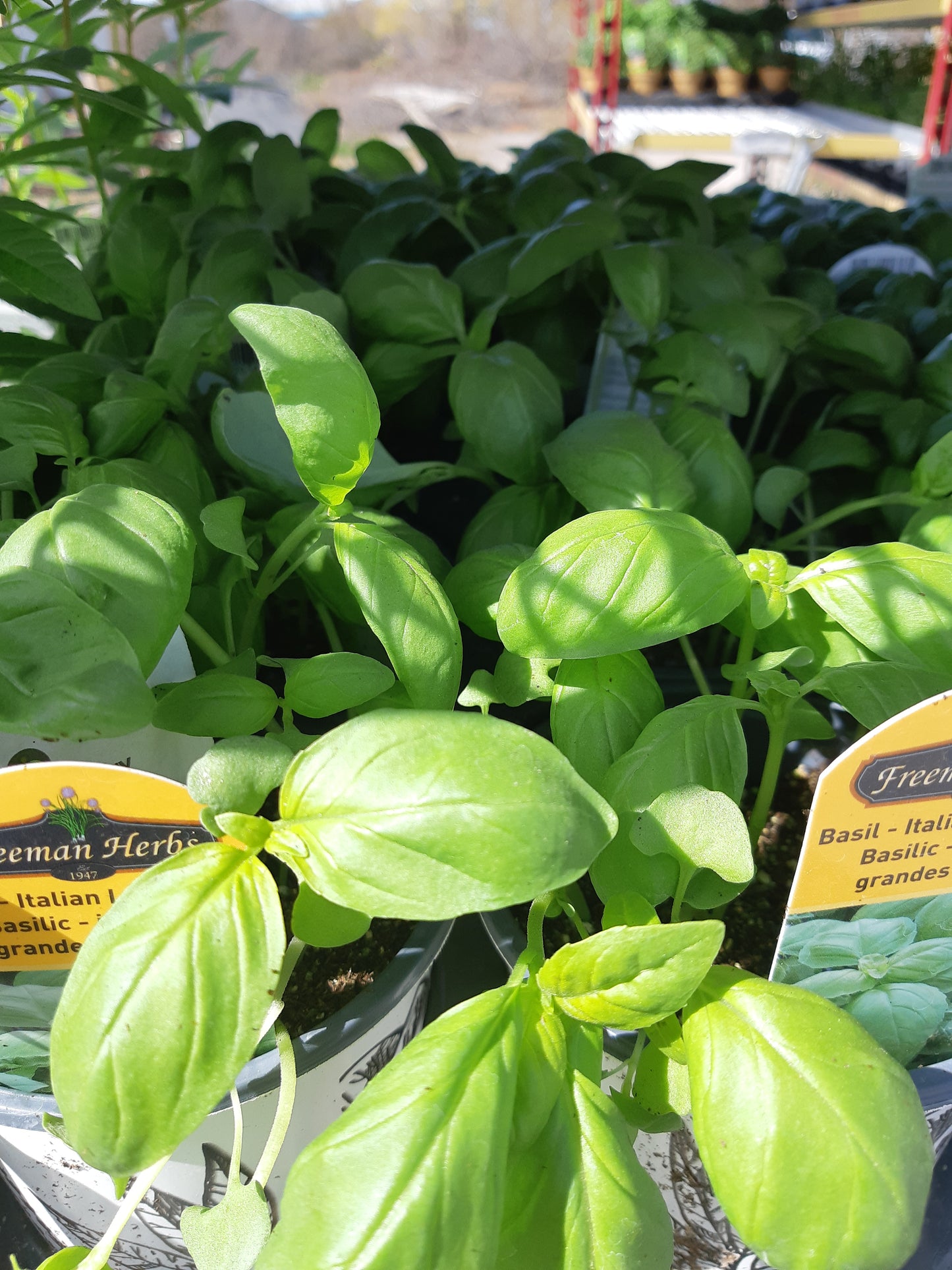 4" Basil Italian Large Leaf