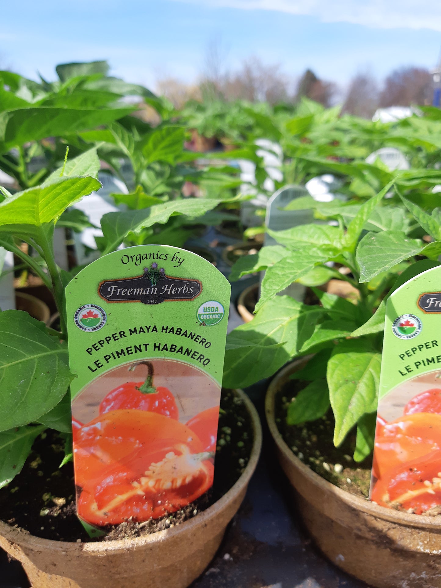Organic 4" Hot Habanero Pepper