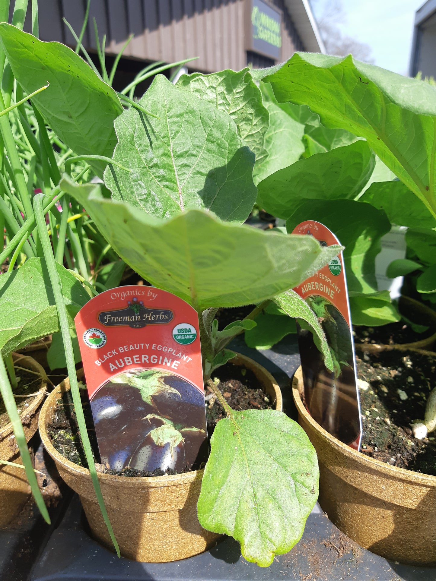 Organic 4" Eggplant