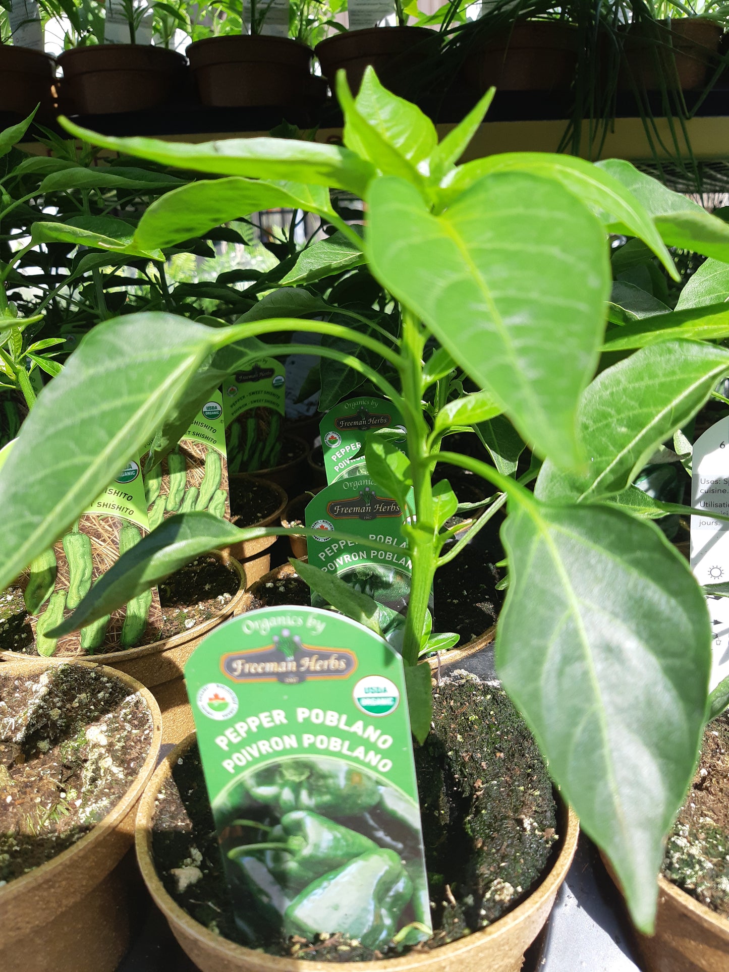 Organic 4" Poblano Pepper