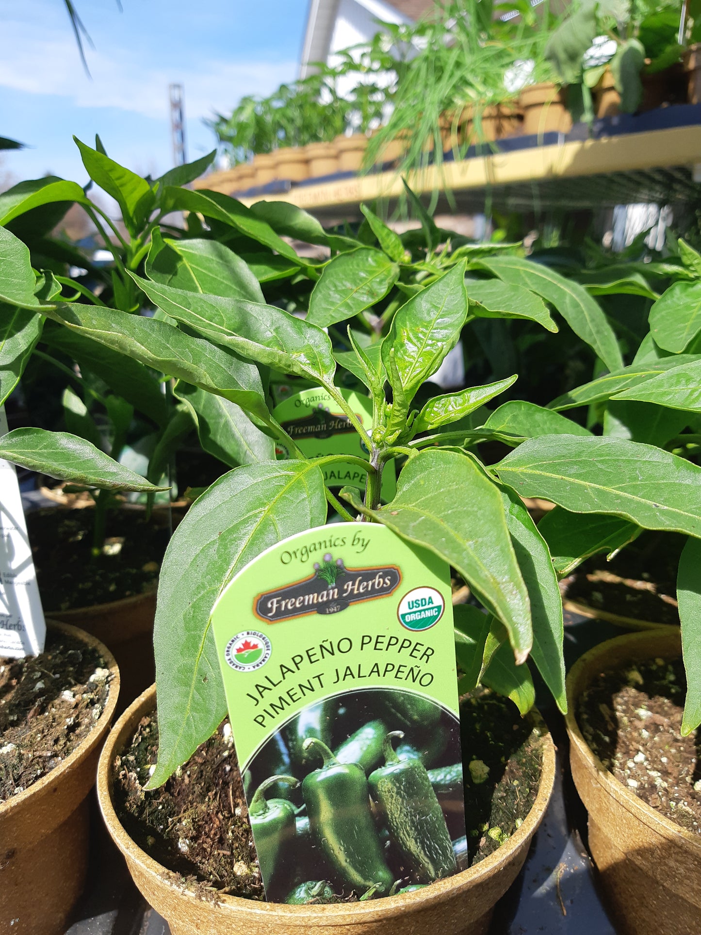 Organic 4" Hot Jalapeño Pepper