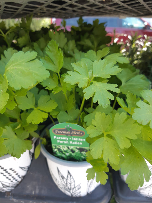 4" Parsley Italian Flat