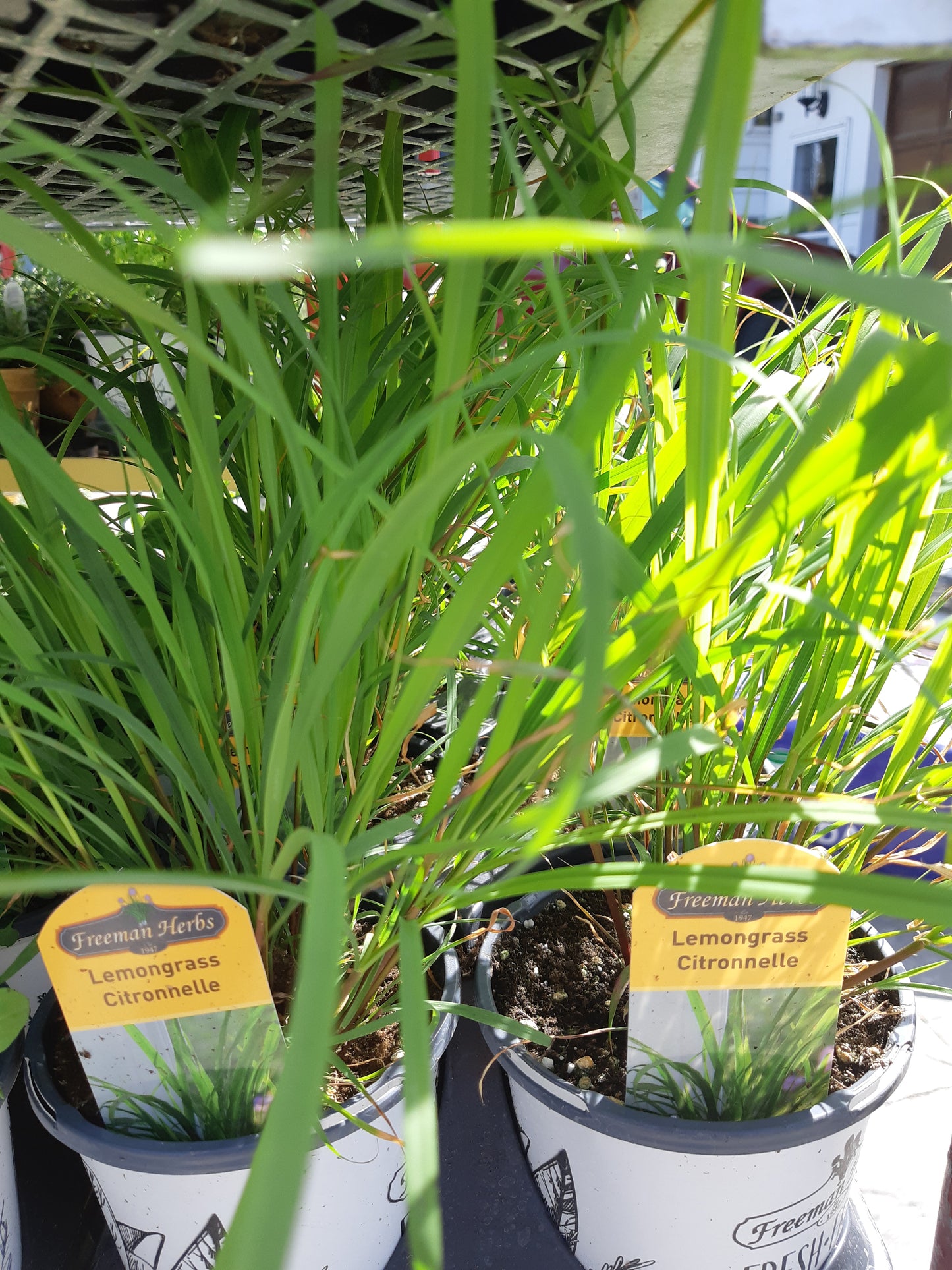 Lemon Grass Herb