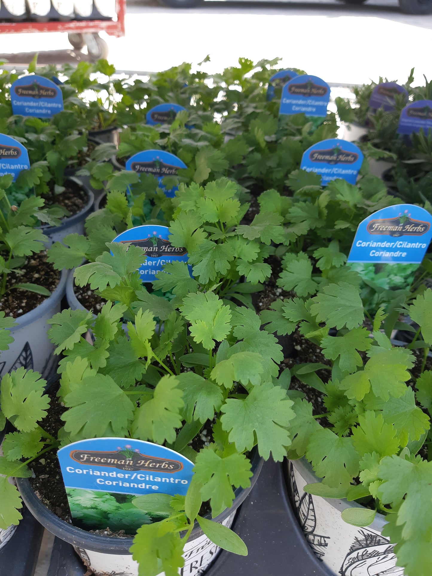 4" Cilantro/Coriander