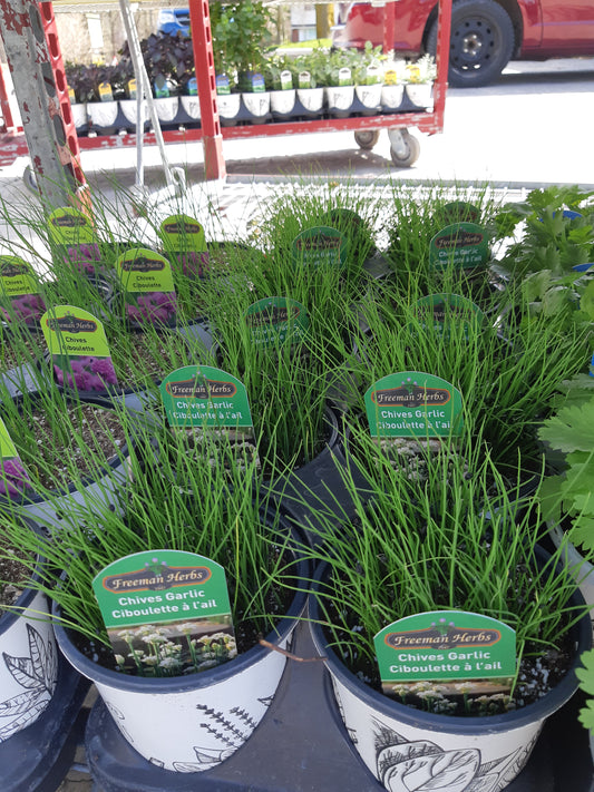 4" Garlic Chives