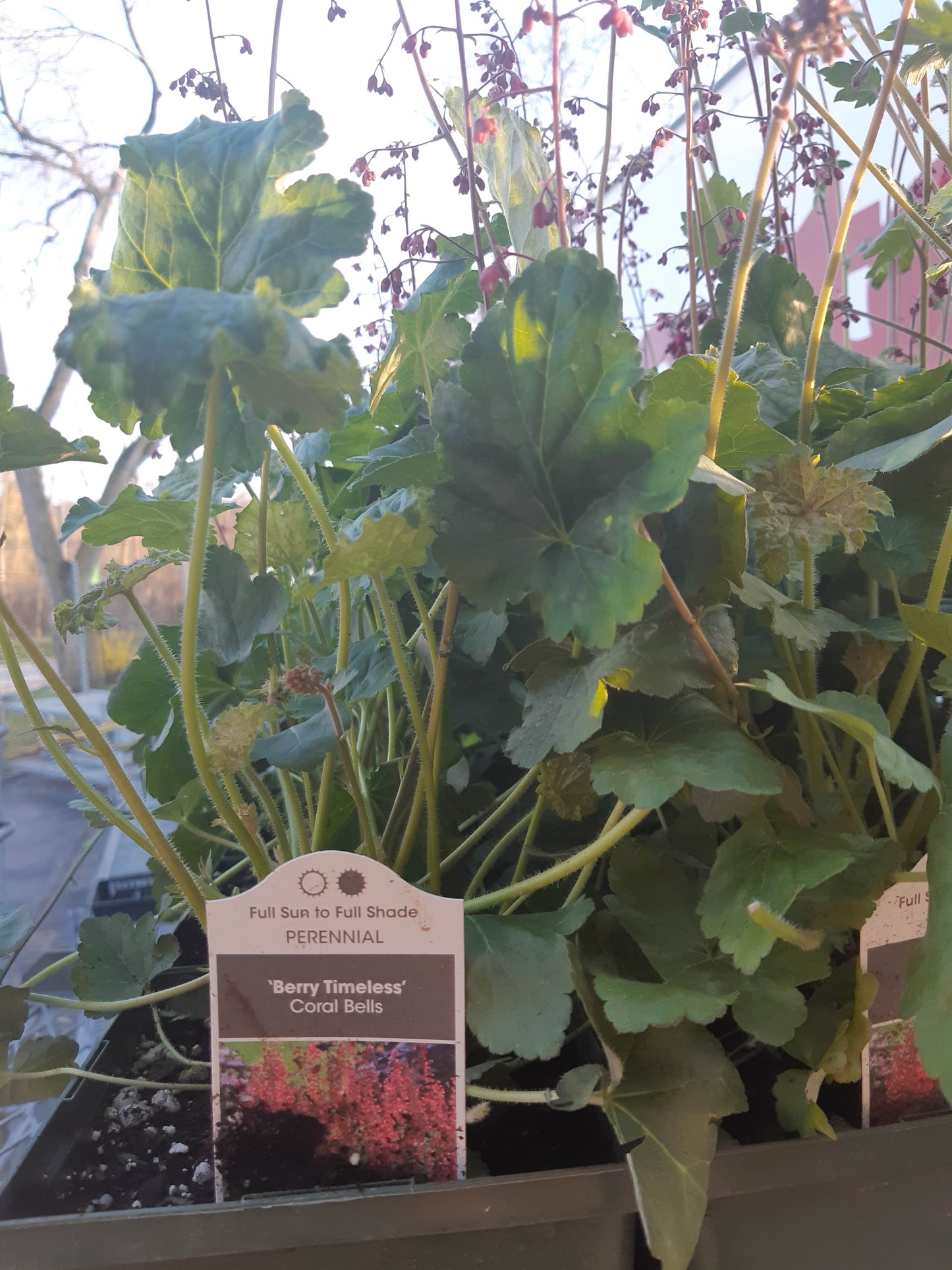 1 Gal Heuchera (Coral Bells)