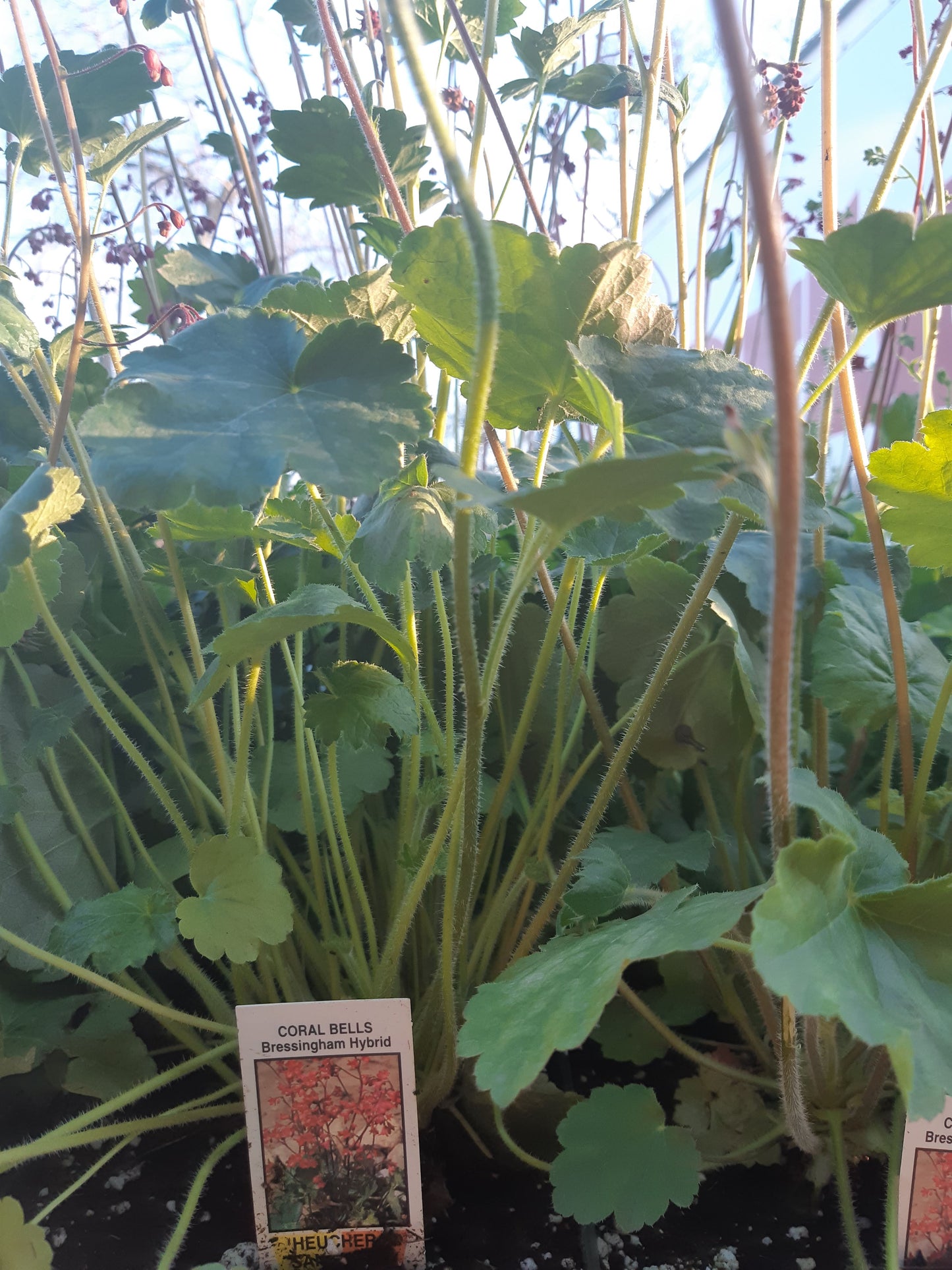 1 Gal Heuchera (Coral Bells)