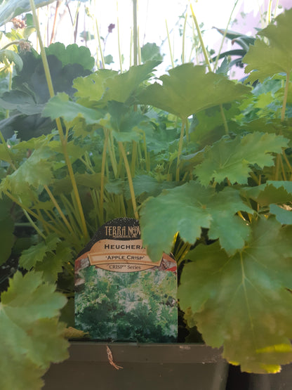 1 Gal Heuchera (Coral Bells)