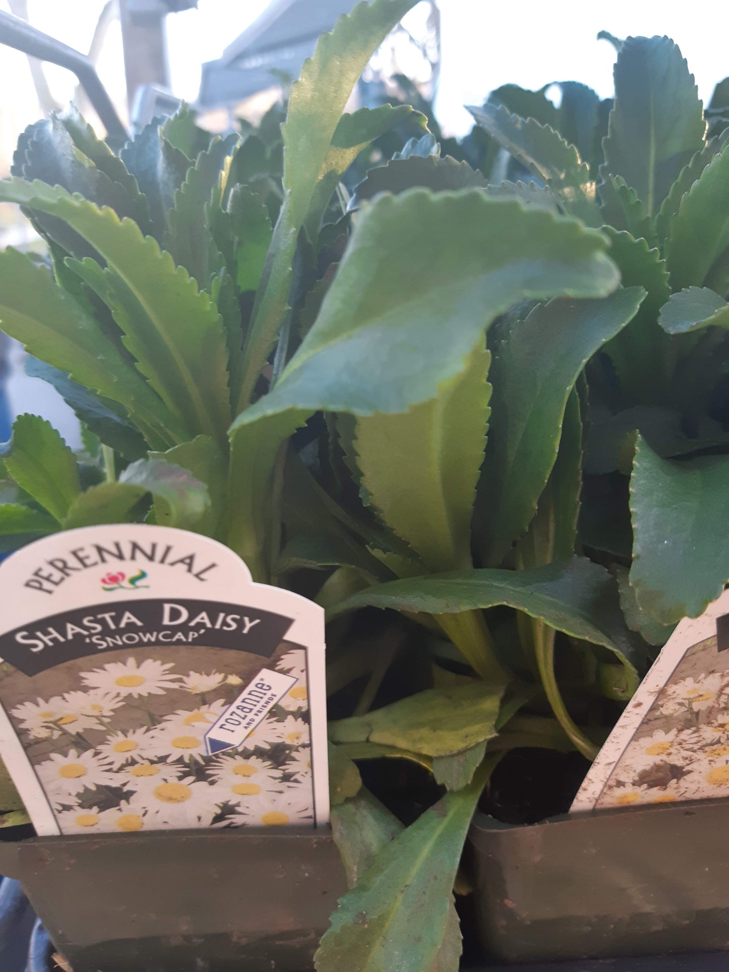 4" Shasta Daisy (Leucanthemum)