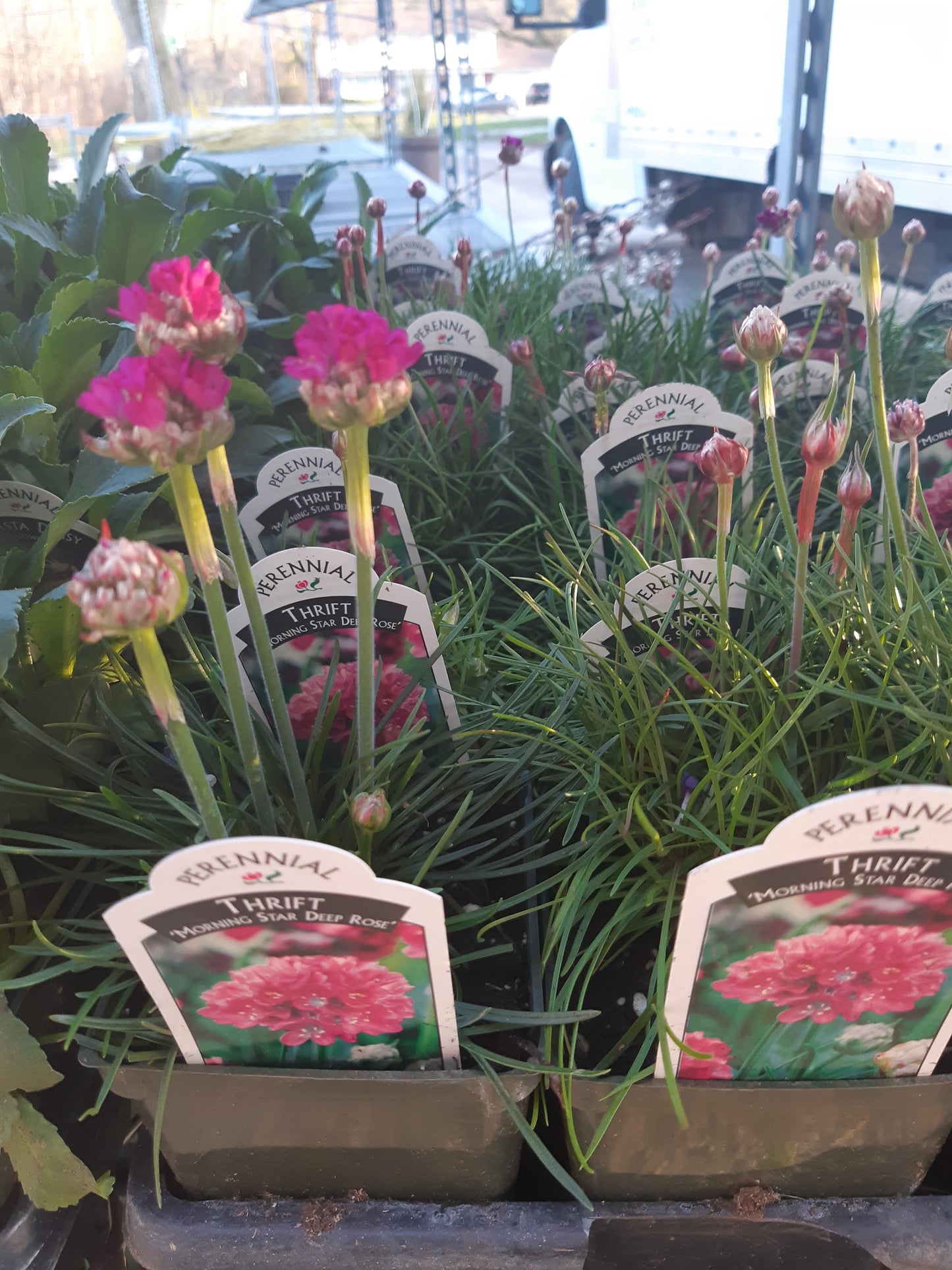 4" Thrift (Armeria maritima)