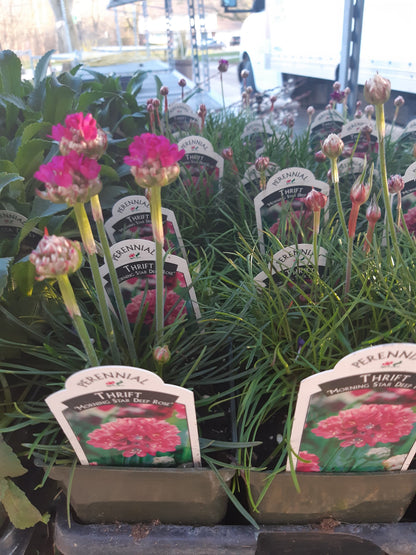 4" Thrift (Armeria maritima)