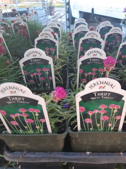 4" Thrift (Armeria maritima)