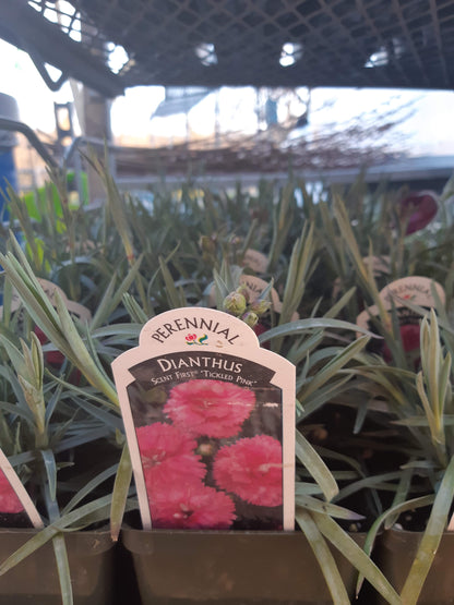 4" Dianthus