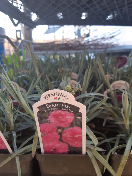 4" Dianthus